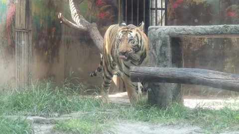 Sumatran Tiger Video stock 119134436