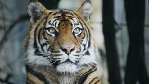 Sumatran tiger Stock Footage 132375754