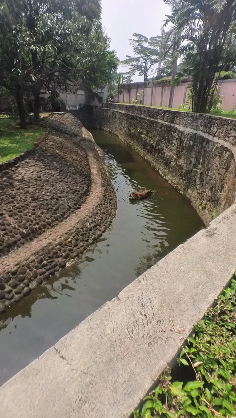 Sumatran tiger Stock Footage 282653983