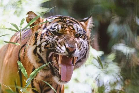 Sumatran Tiger in the forest Stock Photos