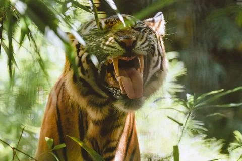 Sumatran Tiger in the forest Stock Photos