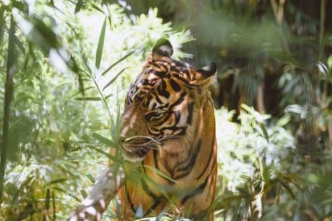 Sumatran Tiger in the forest Stock Photos