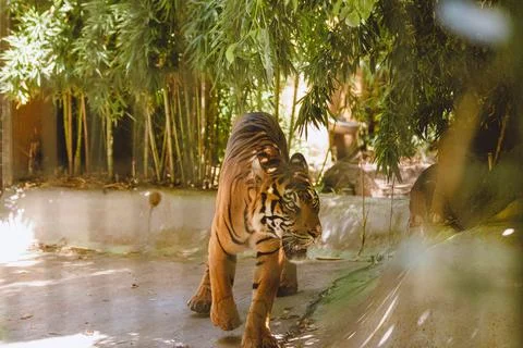 Sumatran Tiger in the forest Stock Photos