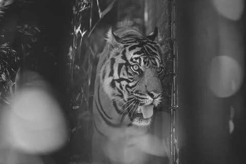 Sumatran Tiger in the forest Foto stock