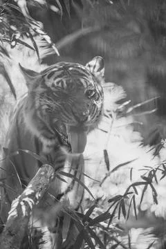 Sumatran Tiger in the forest Stock Photos