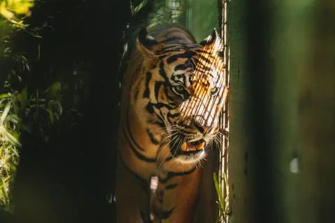 Sumatran Tiger in the forest Stock Photos