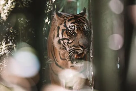 Sumatran Tiger in the forest Stock Photos