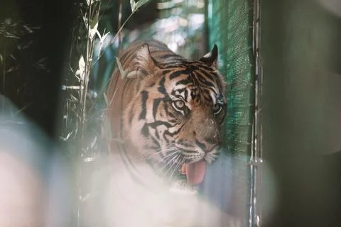 Sumatran Tiger in the forest Stock Photos