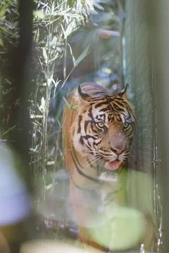 Sumatran Tiger in the forest Foto stock