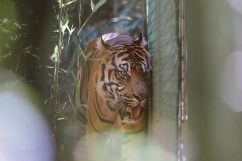 Sumatran Tiger in the forest Stock Photos