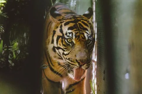 Sumatran Tiger in the forest Stock Photos