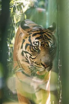Sumatran Tiger in the forest Stock Photos