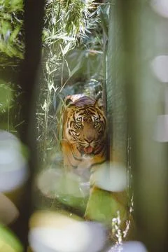 Sumatran Tiger in the forest Stock Photos