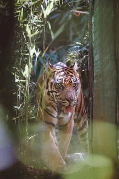 Sumatran Tiger in the forest Stock Photos