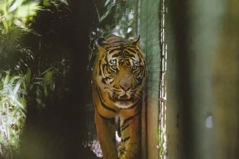 Sumatran Tiger in the forest Stock Photos