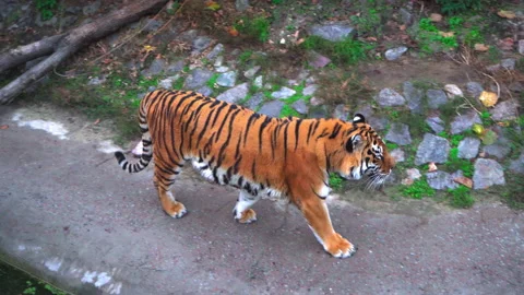 Sumatran Tiger. Large tiger walking around aviary on sunny day in the zoo Stock Footage 143560073
