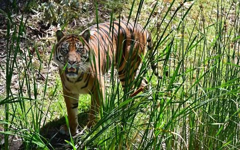 Sumatran tiger llooking at camera Stock Photos