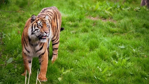 Sumatran Tiger Looking In Slow Motion, 4K Rare Critically Endangered Stock Footage 88411424