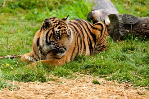 Sumatran tiger lying down on the grass Stock Photos