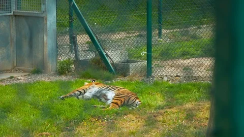Sumatran tiger lying down in pen Video stock 114423543