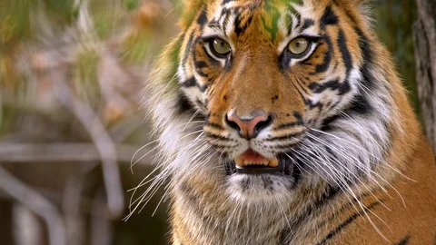 Sumatran tiger (Panthera tigris sondaica) portrait Stock Footage