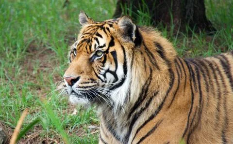 Sumatran tiger Stock Photos