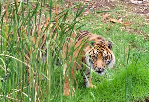 Sumatran tiger Stock Photos