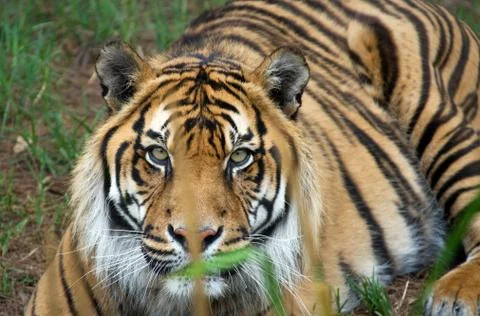Sumatran tiger Foto stock