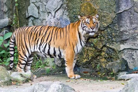 Sumatran tiger Stock Photos