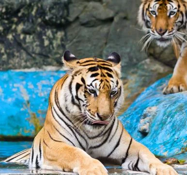 Sumatran tiger Stock Photos