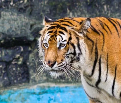 Sumatran tiger Stock Photos