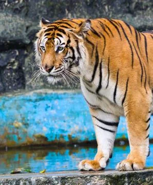 Sumatran tiger Stock Photos