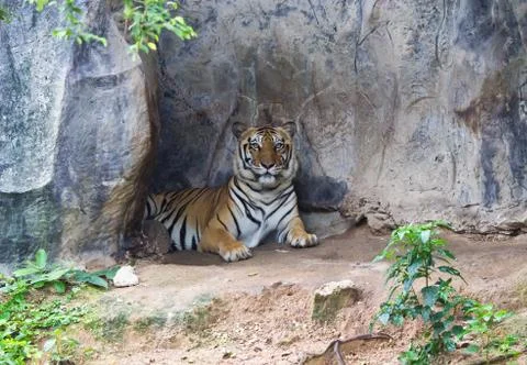 Sumatran tiger Stock Photos