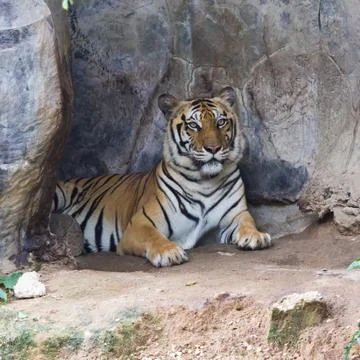 Sumatran tiger Stock Photos