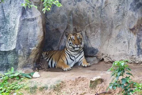 Sumatran tiger Stock Photos