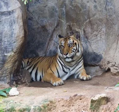 Sumatran tiger Stock Photos