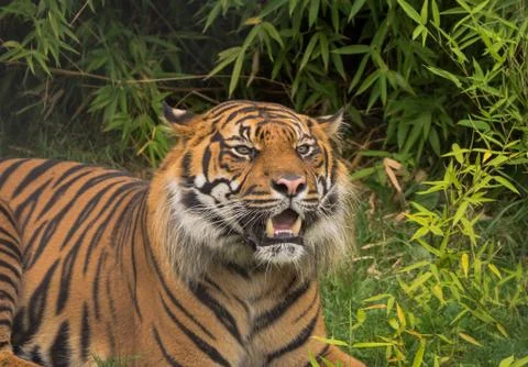 Sumatran tiger Stock Photos
