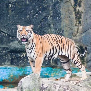 Sumatran tiger Stock Photos