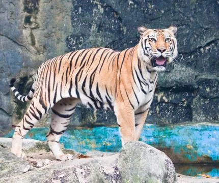 Sumatran tiger Stock Photos