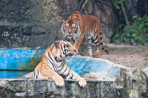 Sumatran tiger Stock Photos