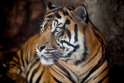 Sumatran tiger Stock Photos