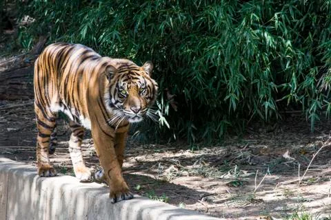 Sumatran Tiger Stock Photos