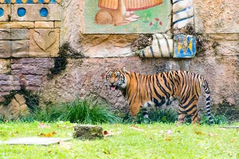 Sumatran tiger Stock Photos