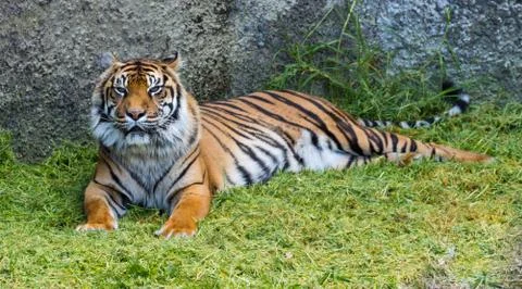 Sumatran Tiger Stock Photos