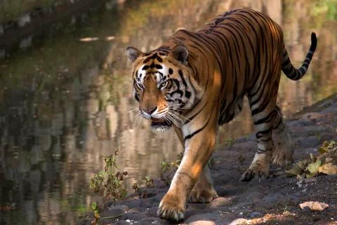 Sumatran Tiger Stock Photos