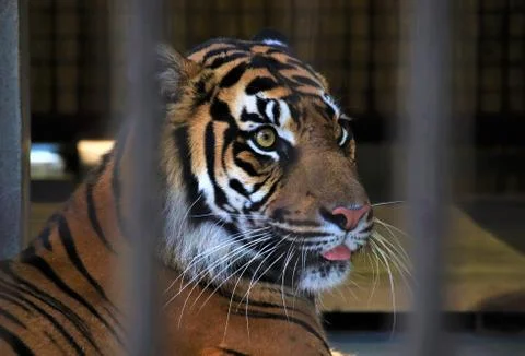 Sumatran Tiger Stock Photos