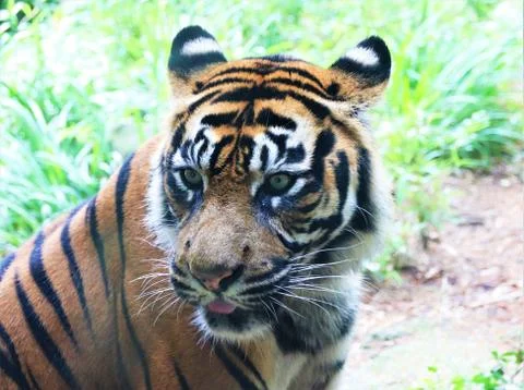 Sumatran Tiger Stock Photos