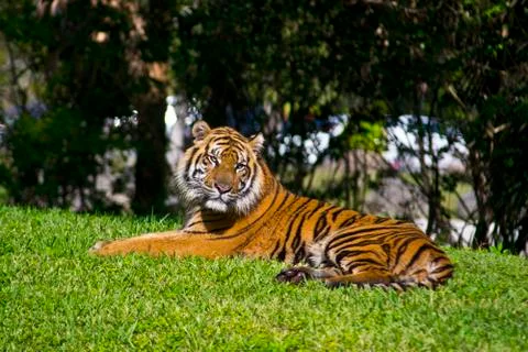 Sumatran Tiger Stock Photos