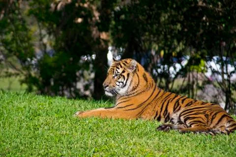 Sumatran Tiger 写真素材