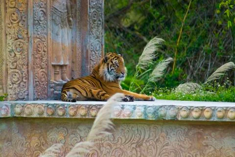 Sumatran Tiger Stock Photos